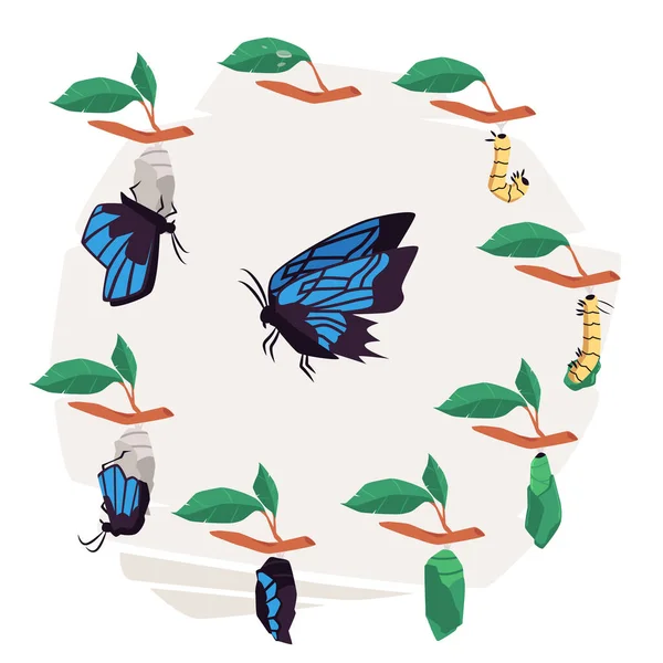 Ciclo de vida da borboleta diagrama infográfico ilustração vetorial plana isolado. — Vetor de Stock