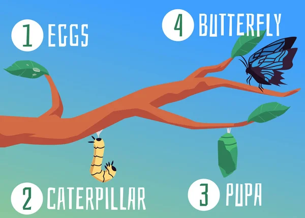 Banner or diagram of life cycle of butterfly, flat vector illustration. — Stock Vector