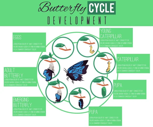 Diagramme biologique du développement du cycle de vie des papillons illustration vectorielle plate. — Image vectorielle