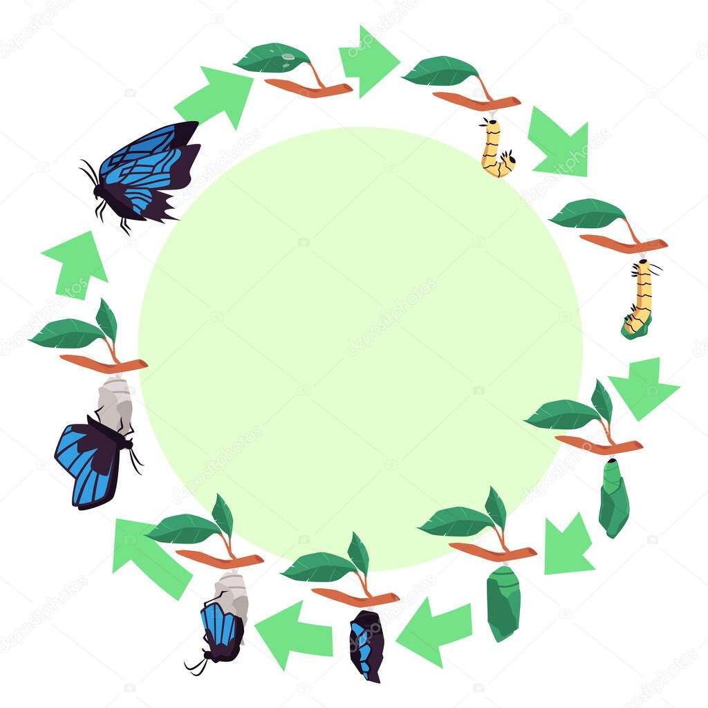 Evolutionary life cycle of butterfly diagram flat vector illustration isolated.