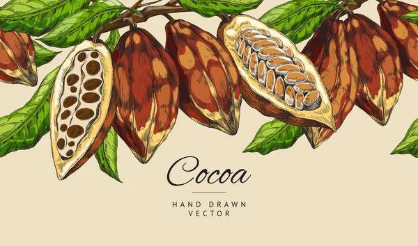 Yapraklı kakao fasulyeli renkli vektör pankartı. — Stok Vektör