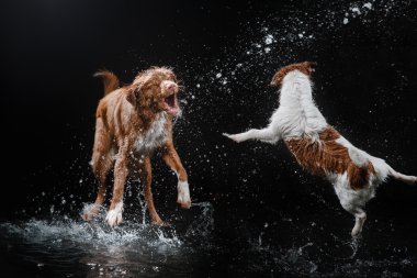 Köpek Jack Russell Terrier ve köpek Nova Scotia Duck Tolling Retriever, köpekler oyun, atlamak, koşmak, su taşımak
