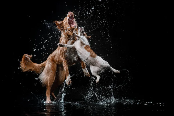 Dog Jack Russell Terrier e Dog Nova Scotia Duck Tolling Retriever, i cani giocano, saltano, corrono, si muovono in acqua — Foto Stock