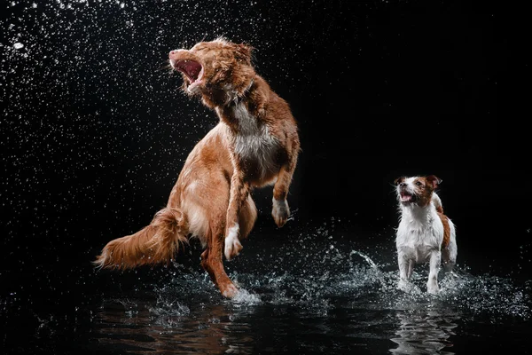 Dog Jack Russell Terrier and Dog Nova Scotia Duck Tolling Retriever, dogs play, jump, run, move in water — Stock Photo, Image