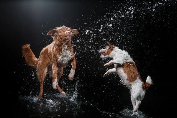 Kutya-Jack Russell Terrier és a kutya Nova Scotia Duck Retriever autópályadíj, kutyák játszanak, ugrás, fuss, mozog a vízben — Stock Fotó