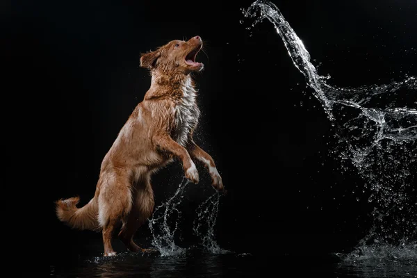 Perro Nova Scotia Duck Tolling Retriever, perros juegan, saltan, corren, se mueven en el agua —  Fotos de Stock