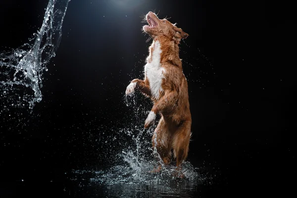Dog Nova Scotia Duck Tolling Retriever, dogs play, jump, run, move in water — Stock Photo, Image