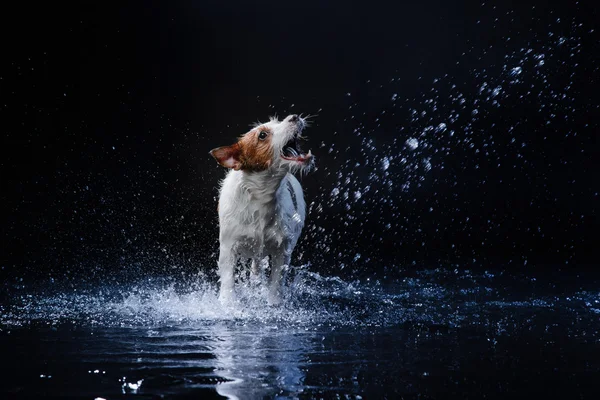 Hund Jack Russell Terrier, hund spel, hoppa, springa, gå i vatten — Stockfoto