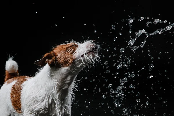 狗杰克罗素梗犬，狗玩，跳，跑，在水里移动 — 图库照片
