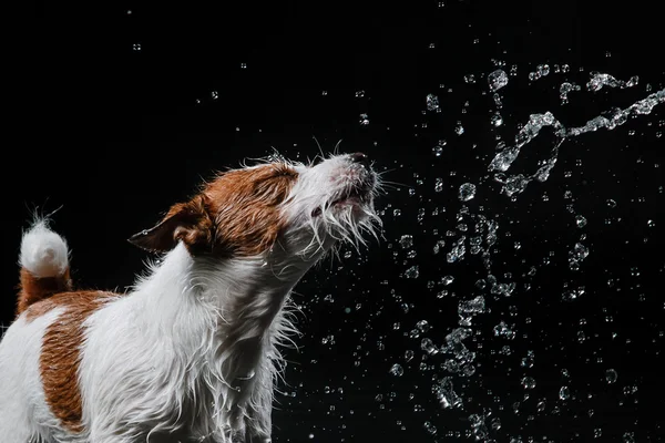 Perro Jack Russell Terrier, perros juegan, saltan, corren, se mueven en el agua —  Fotos de Stock