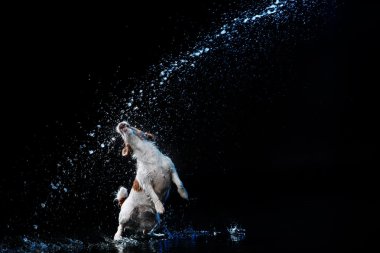 Köpek Jack Russell Terrier köpekleri oyun, atlamak, koşmak, su taşımak