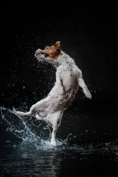Perro Jack Russell Terrier, perros juegan, saltan, corren, se mueven en el agua —  Fotos de Stock