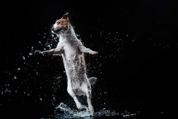Собака Джек Рассел терьер, собаки играют, прыгать, бегать, двигаться в воде — стоковое фото