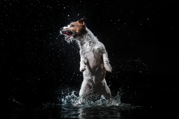 Perro Jack Russell Terrier, perros juegan, saltan, corren, se mueven en el agua —  Fotos de Stock