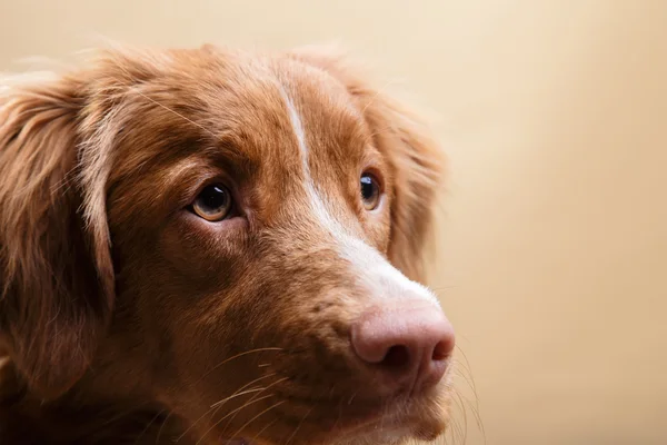 Perro nova scotia pato peaje retriever — Foto de Stock