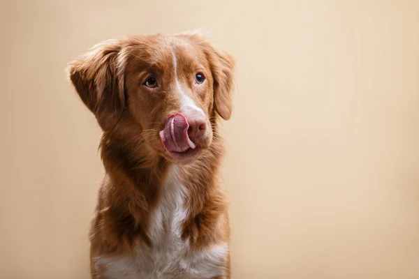 Dog nova scotia duck Maut-Retriever — Stockfoto