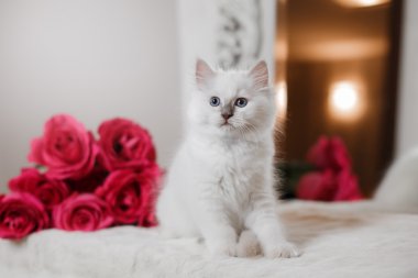 Ragdoll mavi nokta küçük kedicik 