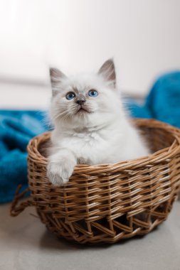 Ragdoll mavi nokta küçük kedicik 