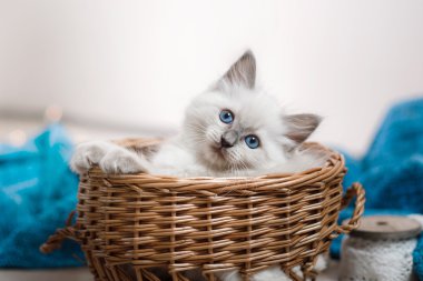 Ragdoll mavi nokta küçük kedicik 