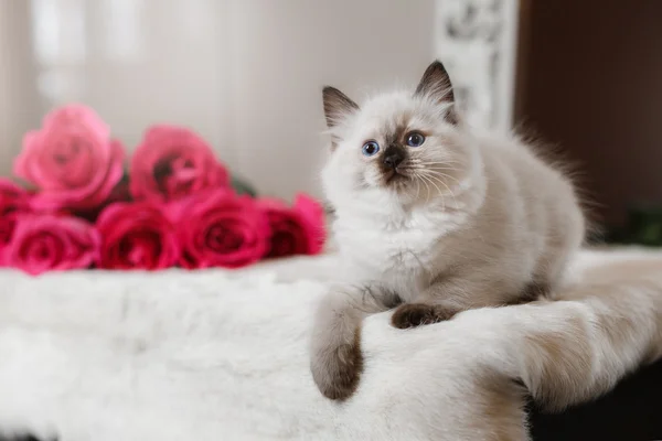 Ragdoll azul ponto pequeno gatinho — Fotografia de Stock