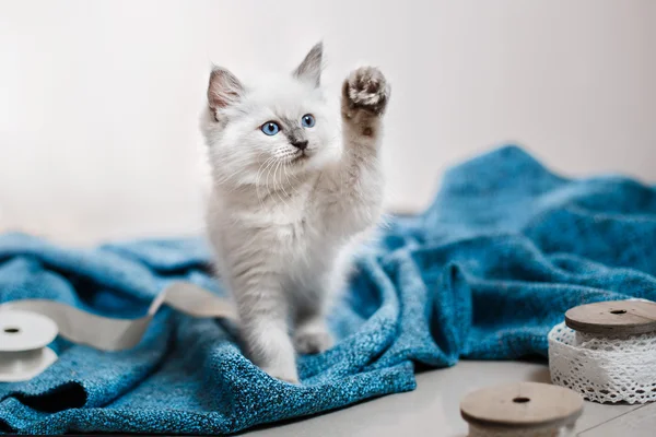 Ragdoll azul ponto pequeno gatinho — Fotografia de Stock