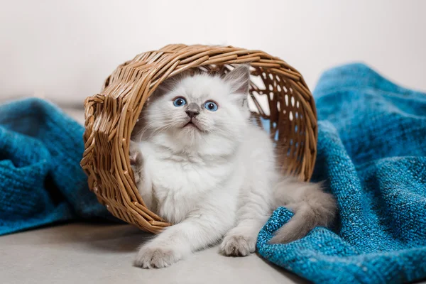 Ragdoll 블루 포인트 작은 고양이 — 스톡 사진