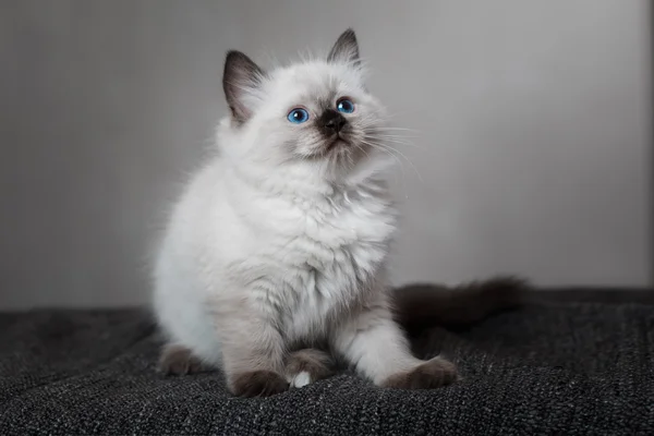 Ragdoll blå punkt liten kattunge — Stockfoto