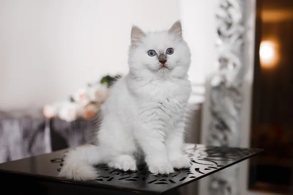 Ragdoll point bleu petit chaton — Photo