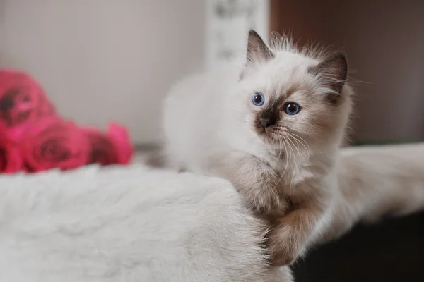 Ragdoll azul ponto pequeno gatinho — Fotografia de Stock