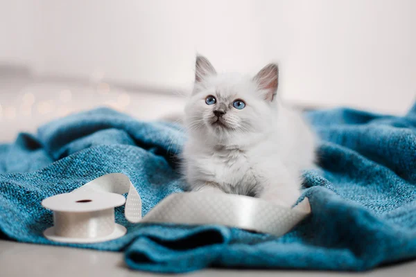 Ragdoll azul ponto pequeno gatinho — Fotografia de Stock