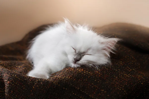 Ragdoll punto azul gatito — Foto de Stock