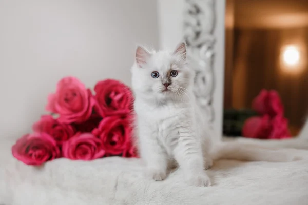 Ragdoll point bleu petit chaton — Photo