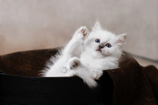 Mały kociak Ragdoll blue point — Zdjęcie stockowe