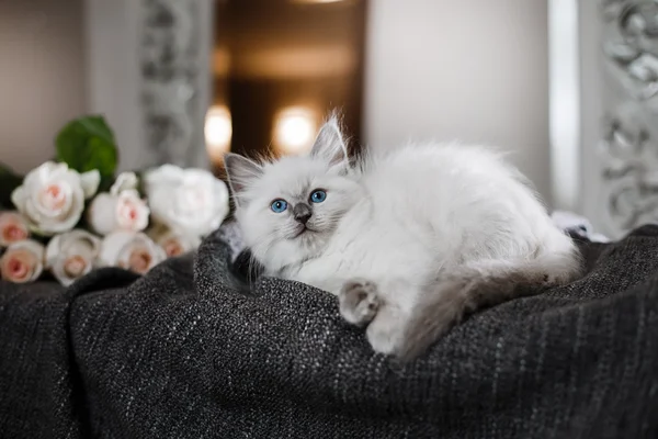 Ragdoll blue point poesje beetje — Stockfoto