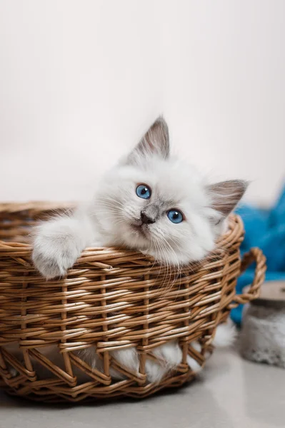 Ragdoll blå punkt liten kattunge — Stockfoto