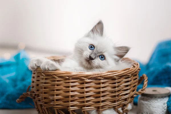 Mały kociak Ragdoll blue point — Zdjęcie stockowe