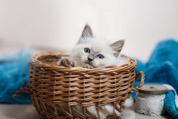 Ragdoll azul ponto pequeno gatinho — Fotografia de Stock