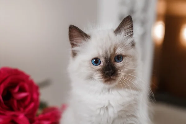 Ragdoll blå punkt liten kattunge — Stockfoto