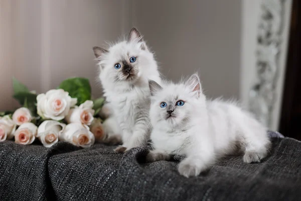 Ragdoll punto blu piccolo gattino — Foto Stock