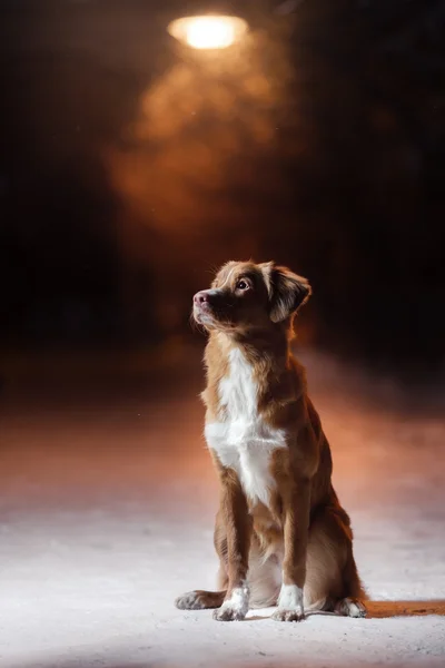 晚上，街上的狗新斯科舍省鸭寻回犬 — 图库照片