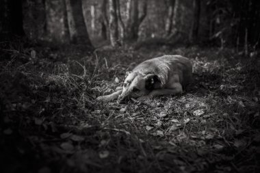 Karışık doğurmak köpek parkta yürüyen