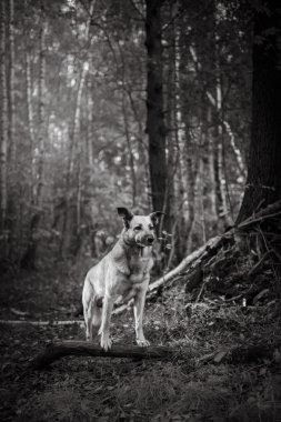 Karışık doğurmak köpek parkta yürüyen