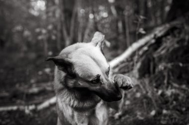Karışık doğurmak köpek parkta yürüyen