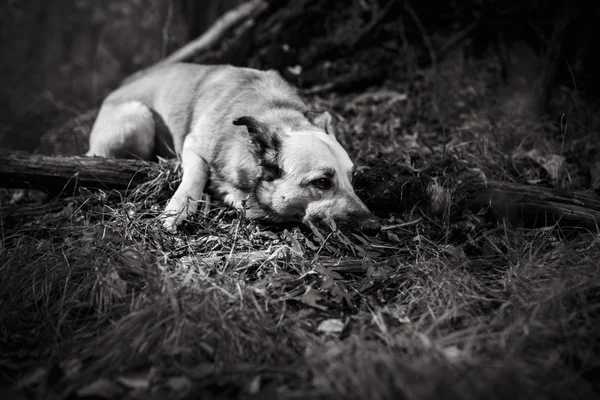 Karışık doğurmak köpek parkta yürüyen — Stok fotoğraf