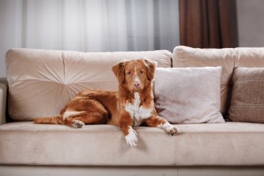 Köpek Nova Scotia Duck Tolling Retriever, portre köpek studio renk arka plan üzerinde