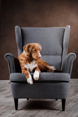 Köpek Nova Scotia Duck Tolling Retriever, portre köpek studio renk arka plan üzerinde