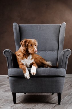 Köpek Nova Scotia Duck Tolling Retriever, portre köpek studio renk arka plan üzerinde