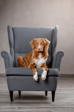 Köpek Nova Scotia Duck Tolling Retriever, portre köpek studio renk arka plan üzerinde