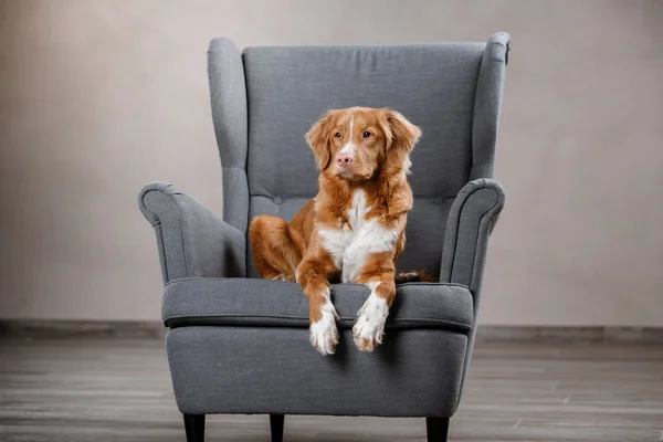 Dog Nova Scotia Duck Tolling Retriever, portrait dog on a studio color background — Stock Photo, Image