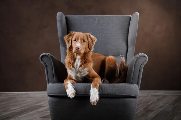 Dog Nova Scotia Duck Tolling Retriever, portrait dog on a studio color background — Stock Photo, Image